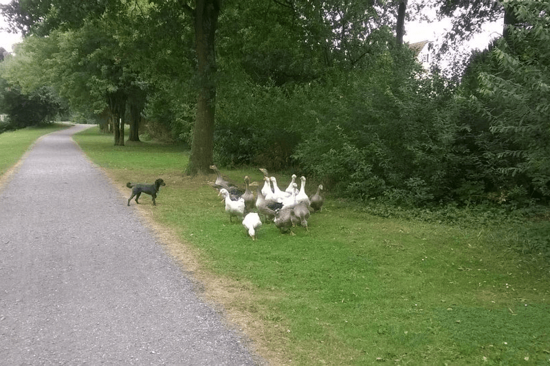 Anti-Jagd-Training auf dem Übungsplatz