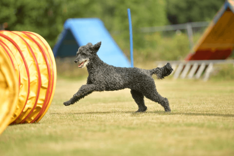 Hundetraining mit Ina Niemann